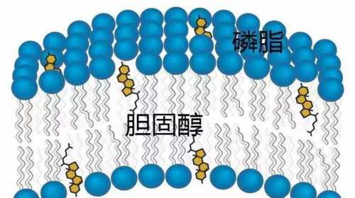 上海助孕供卵官
